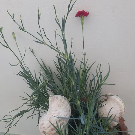 Lägenhet Bracciera Apts 3 Lipsi