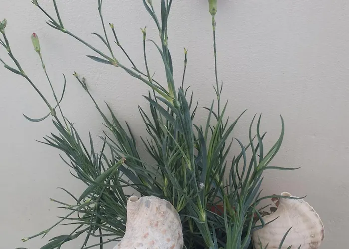 דירה Bracciera Apts 3 Lipsoí